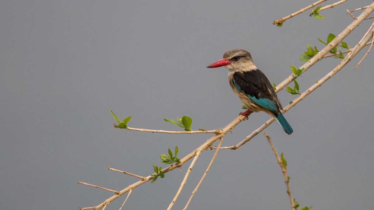 Альціон буроголовий - ML646902213