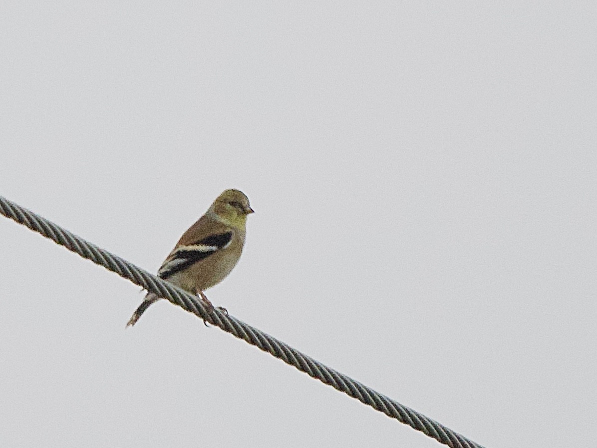 American Goldfinch - ML646902214