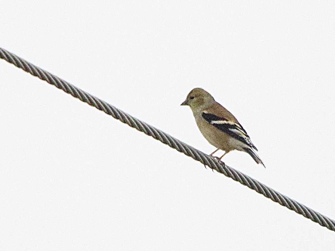 American Goldfinch - ML646902215