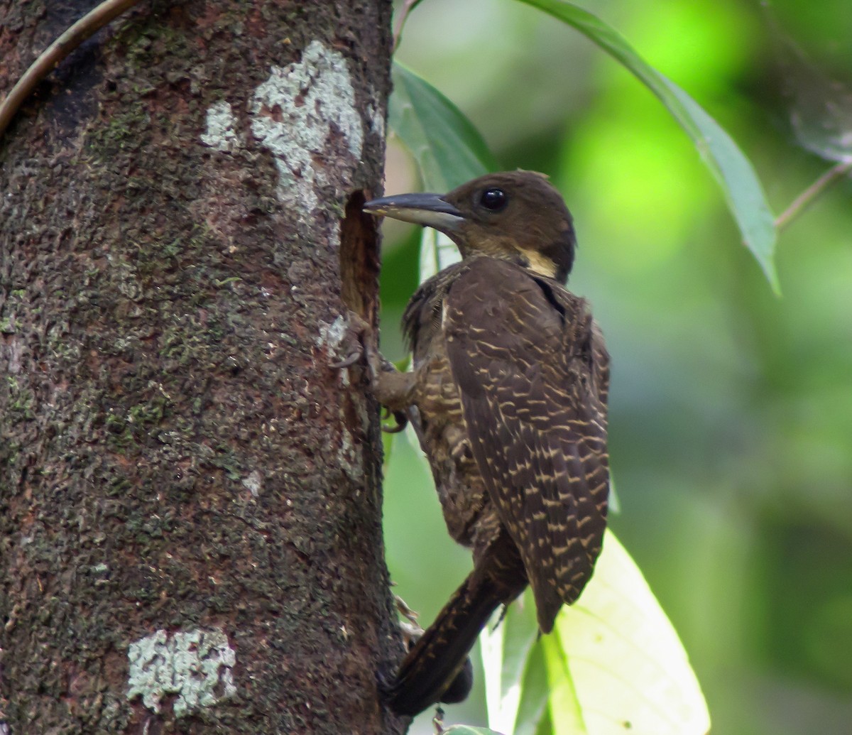 Tukkispecht - ML646902216