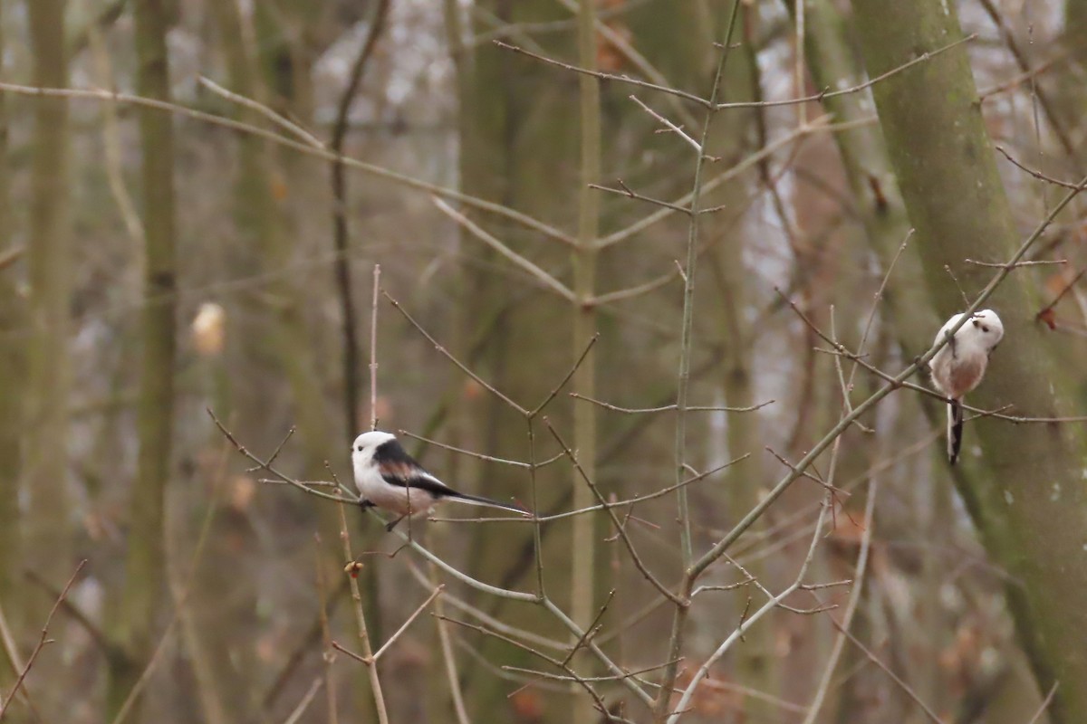 Long-tailed Tit - ML646902217