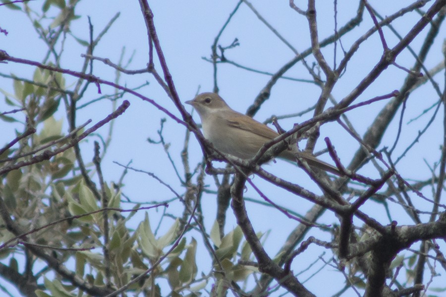 Greater Whitethroat - ML646902218