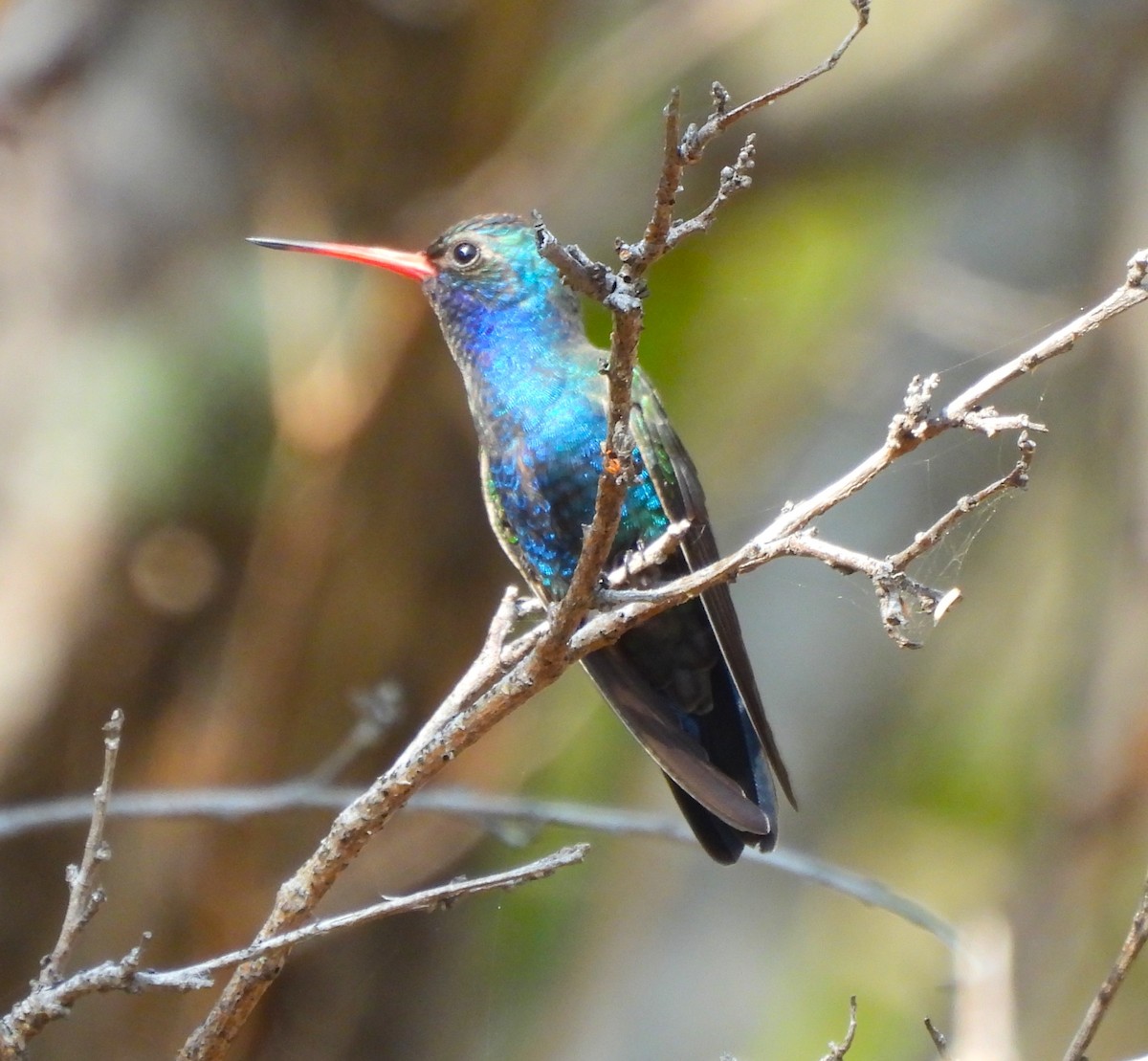 Turquoise-crowned Hummingbird - ML646902220
