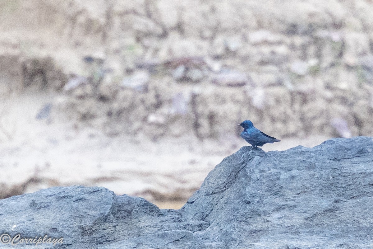 White-throated Blue Swallow - ML646902226