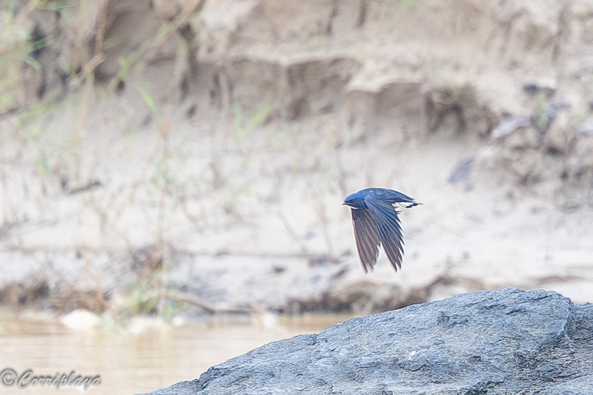 White-throated Blue Swallow - ML646902227