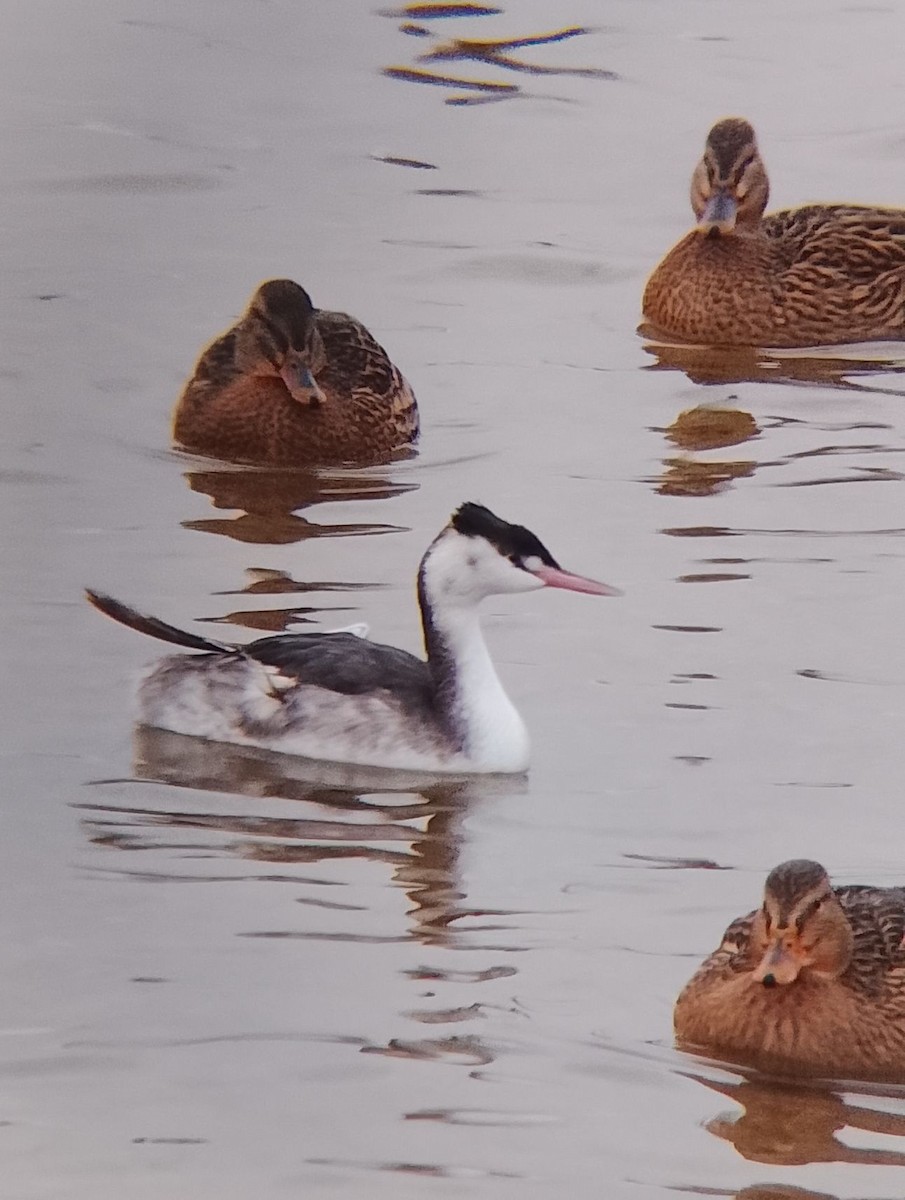 Basahatea - ML646902239