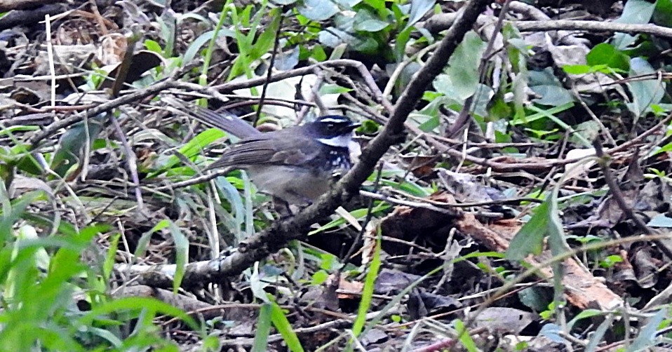 Spot-breasted Fantail - ML646902241