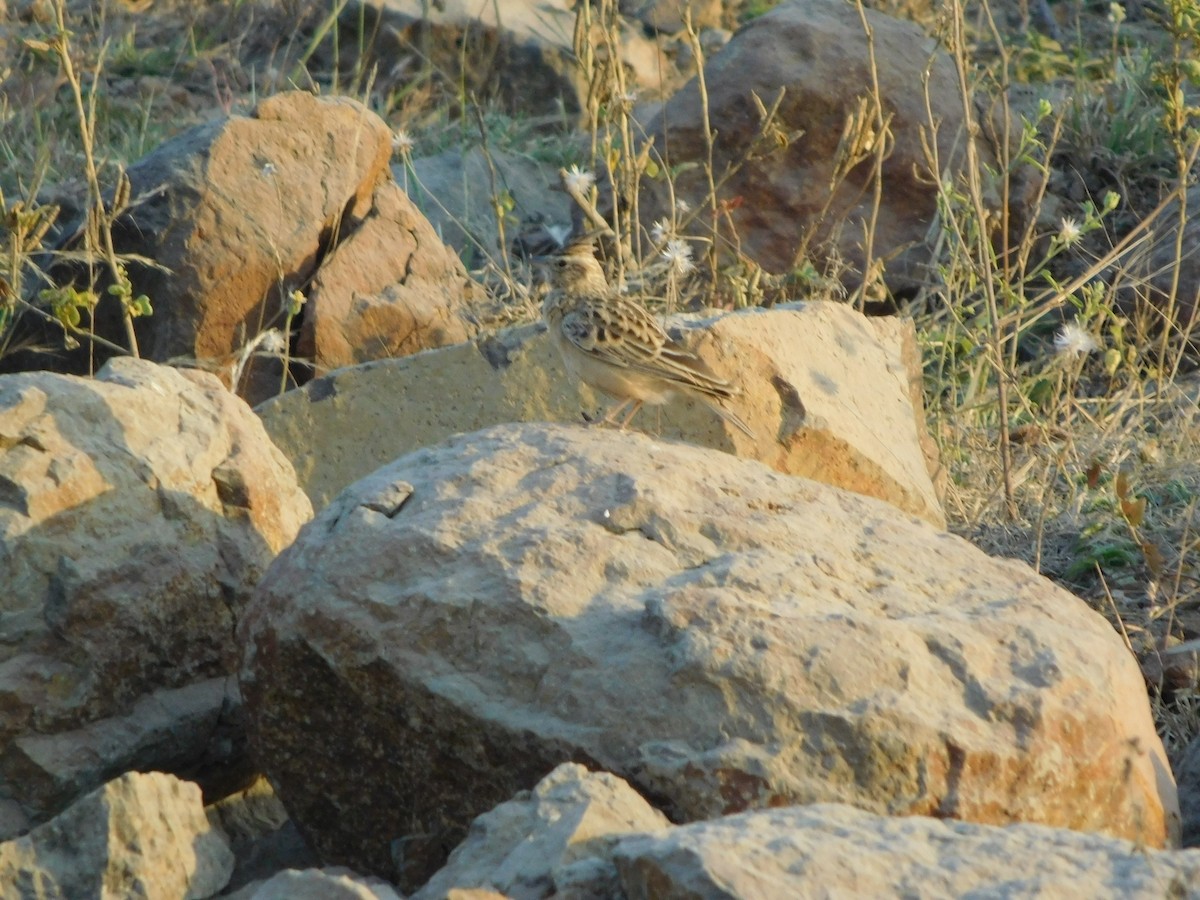 Tawny Lark - ML646902243