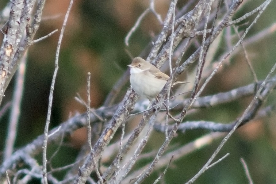 Greater Whitethroat - ML646902247
