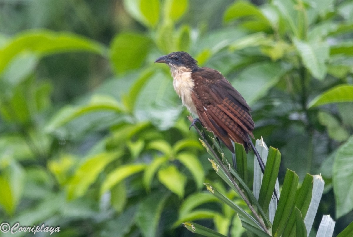 Senegal Coucal - ML646902251