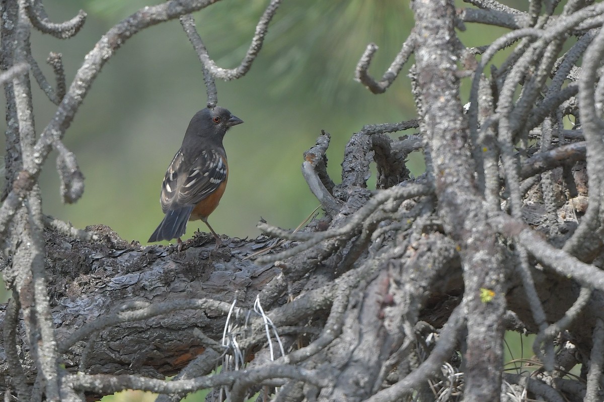 Spotted Towhee - ML646902252
