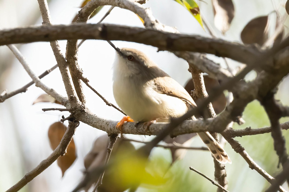 Gray-breasted Prinia - ML646902257