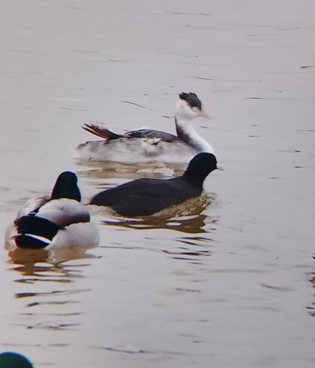 オオバン - ML646902260