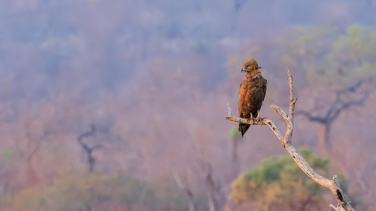 Змієїд бурий - ML646902261