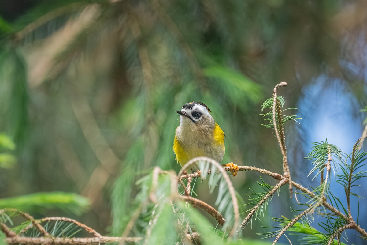 Flamecrest - ML646902263