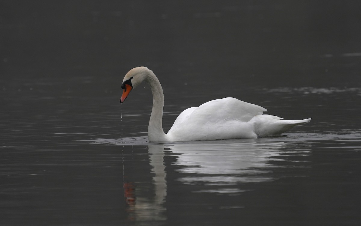 Mute Swan - ML646902264