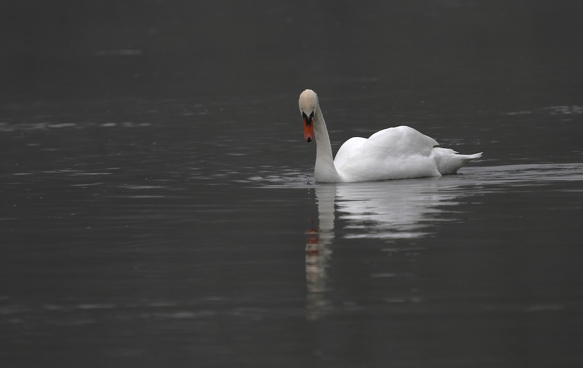 Mute Swan - ML646902265