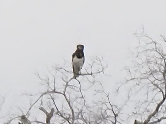 Black-chested Snake-Eagle - ML646902268