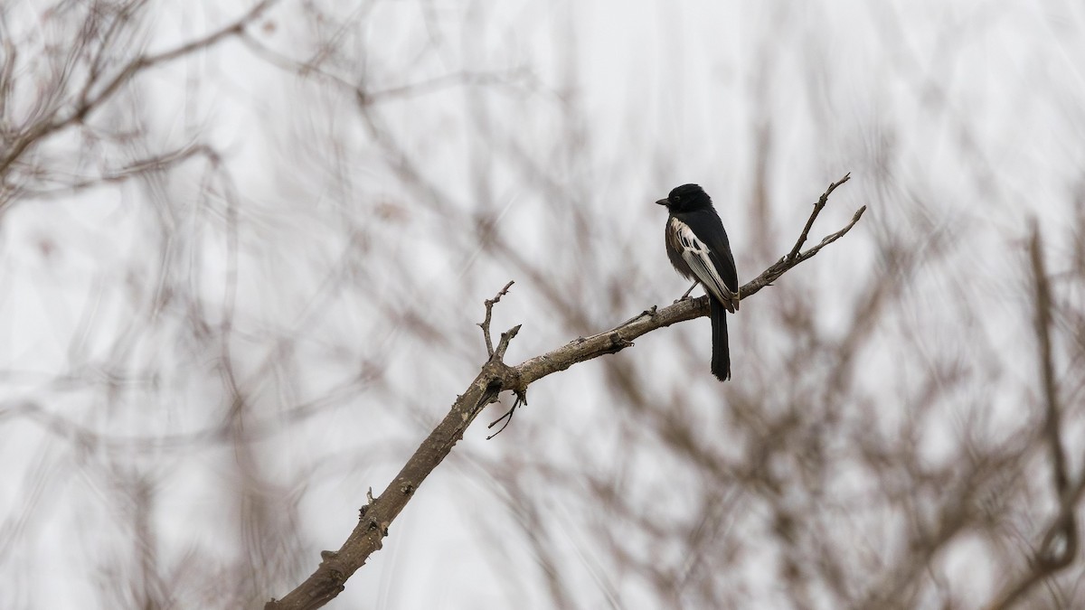 Синиця південна - ML646902271