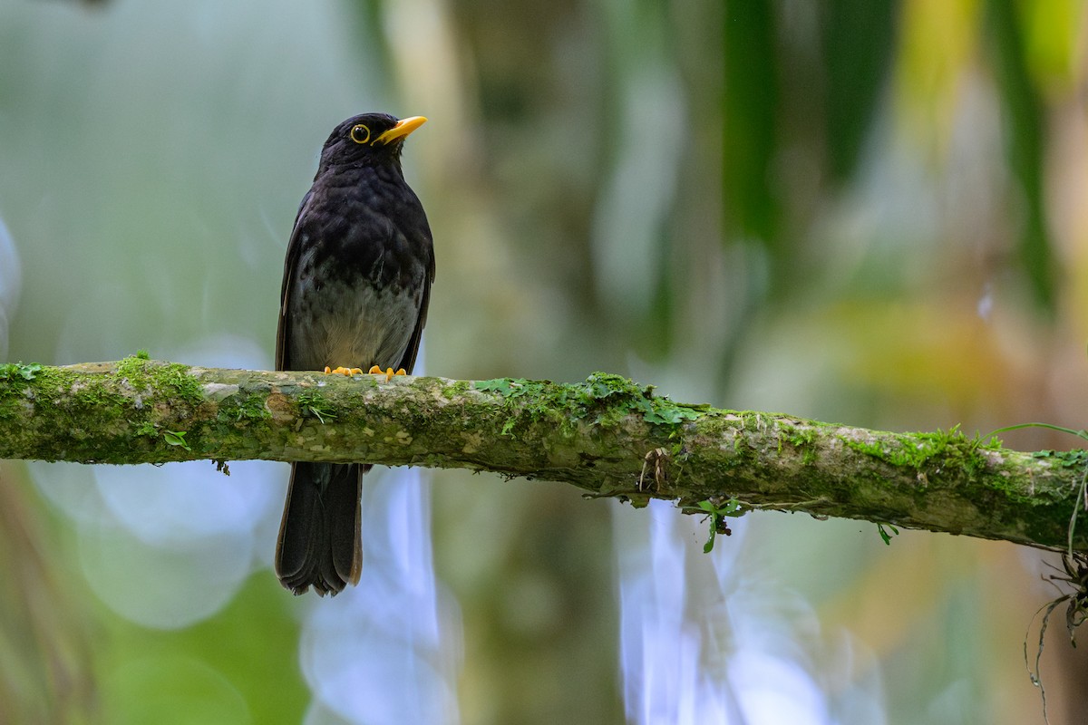 Yellow-legged Thrush - ML646902272