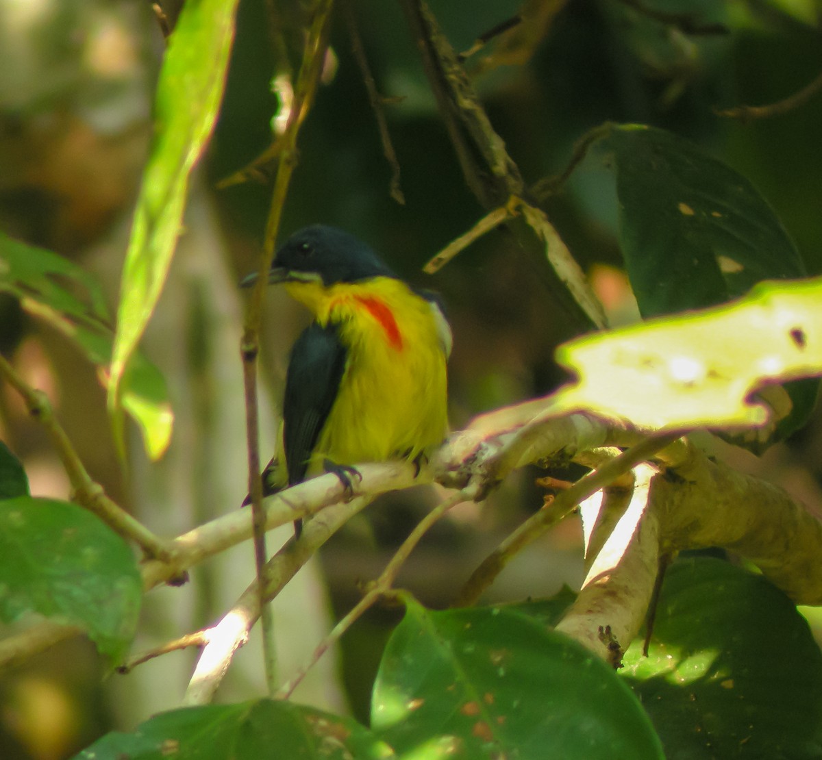 Picaflores Carminoso - ML646902281