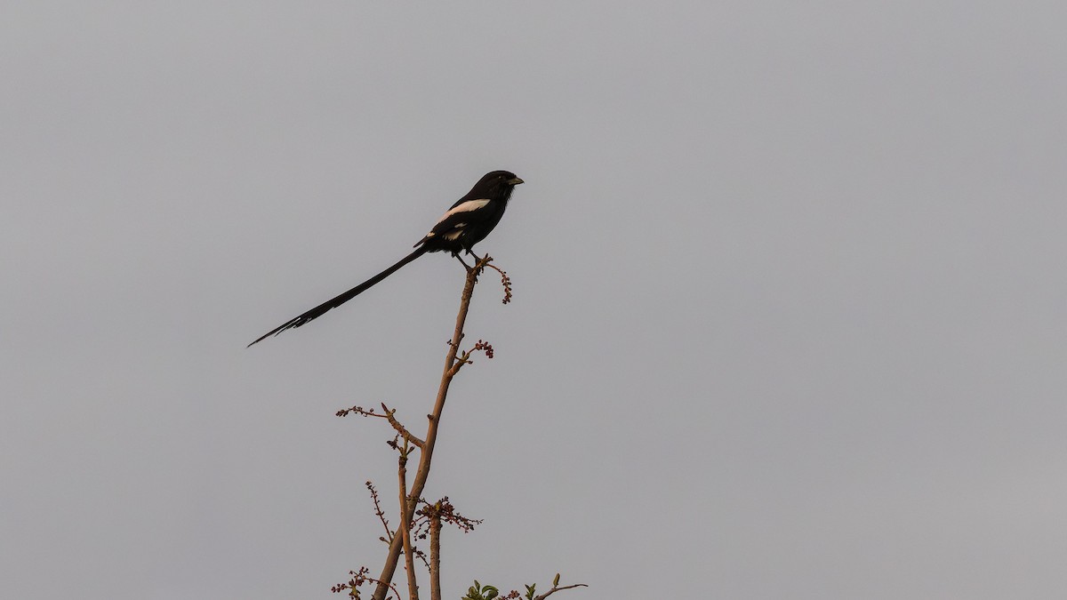 Сорокопуд строкатий - ML646902282