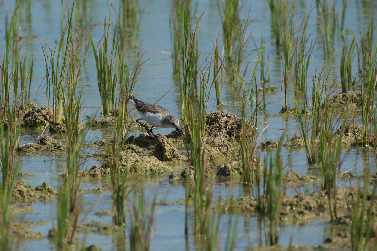 Zwergstrandläufer - ML646902289