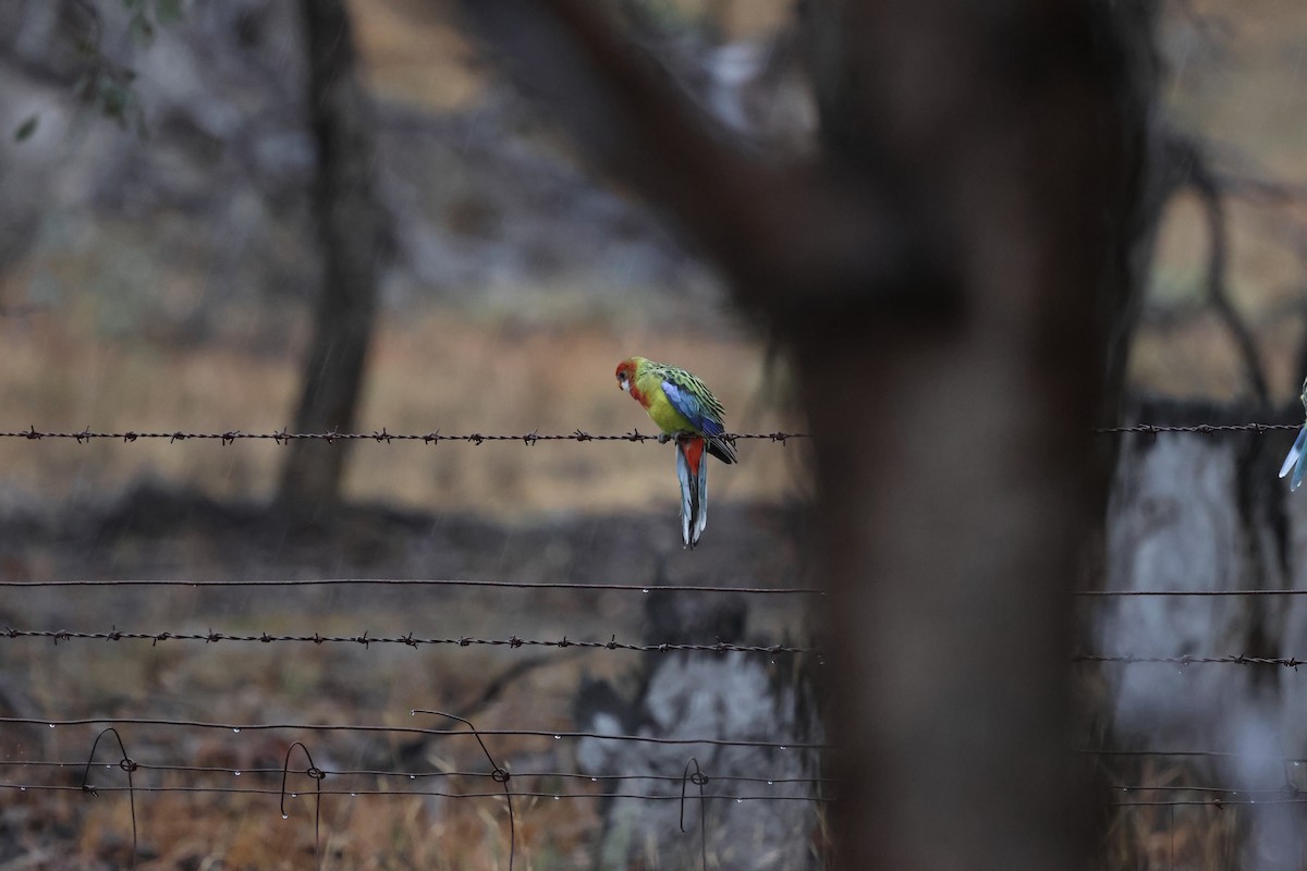 Белощёкая розелла - ML646902290