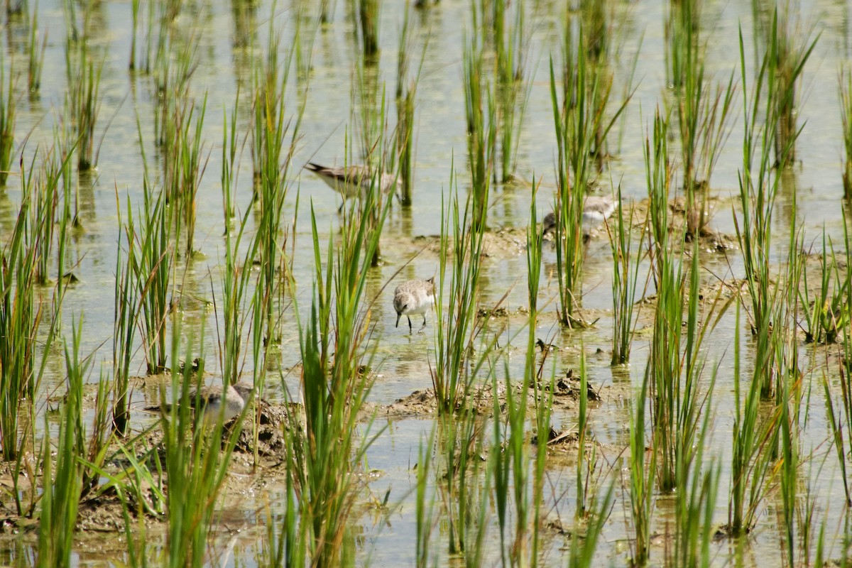 Zwergstrandläufer - ML646902291
