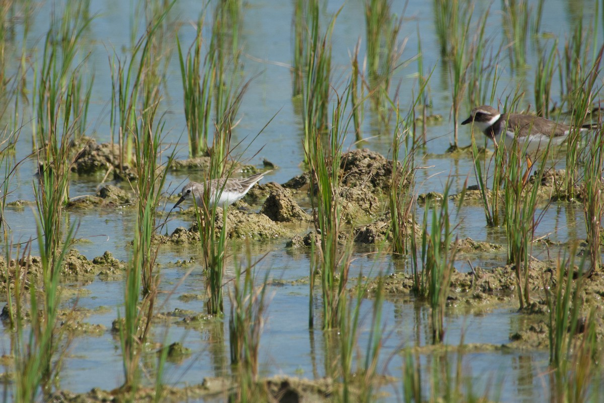 Zwergstrandläufer - ML646902292