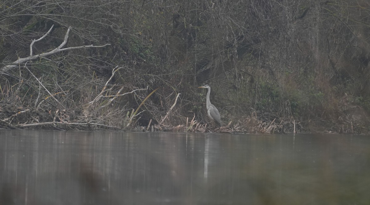 Gray Heron - ML646902293