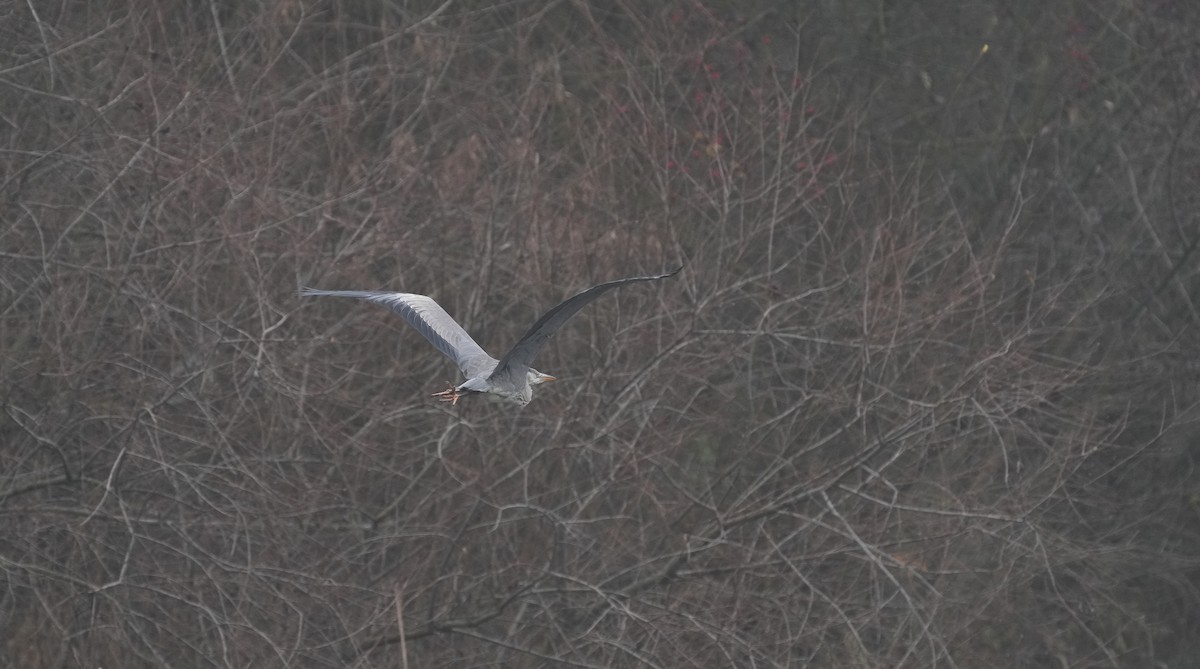 Gray Heron - ML646902294