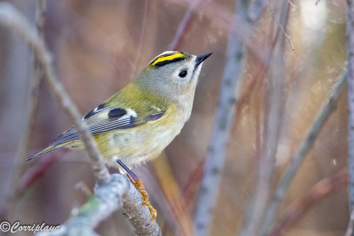 Шар мэлзэн задуулай - ML646902295