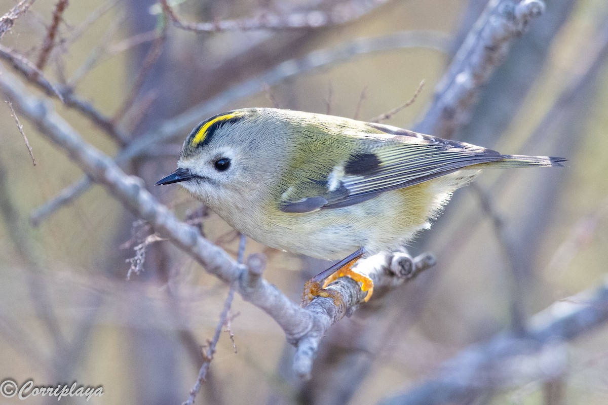 Шар мэлзэн задуулай - ML646902296