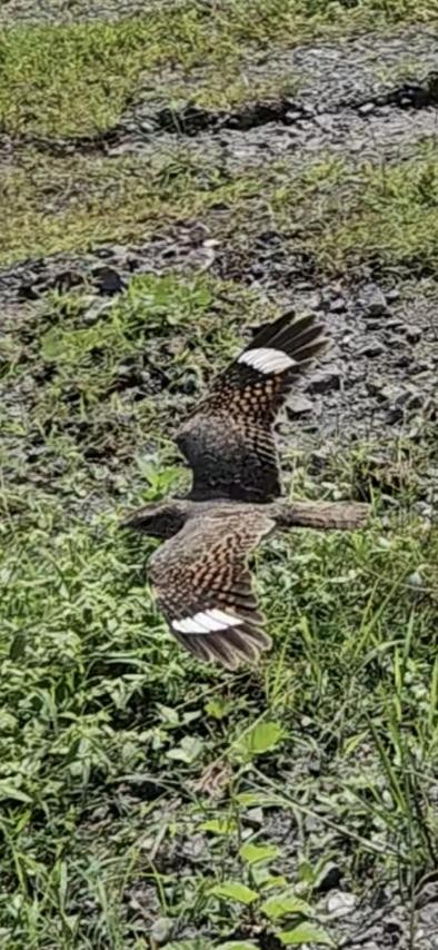 Chirruping Nightjar - ML646902297