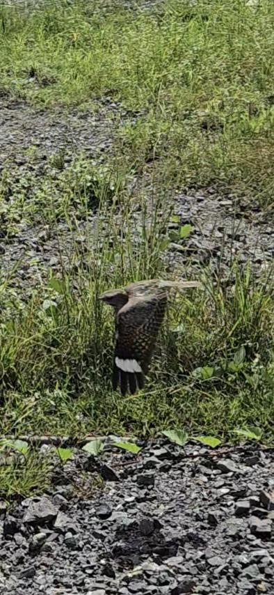 Chirruping Nightjar - ML646902298