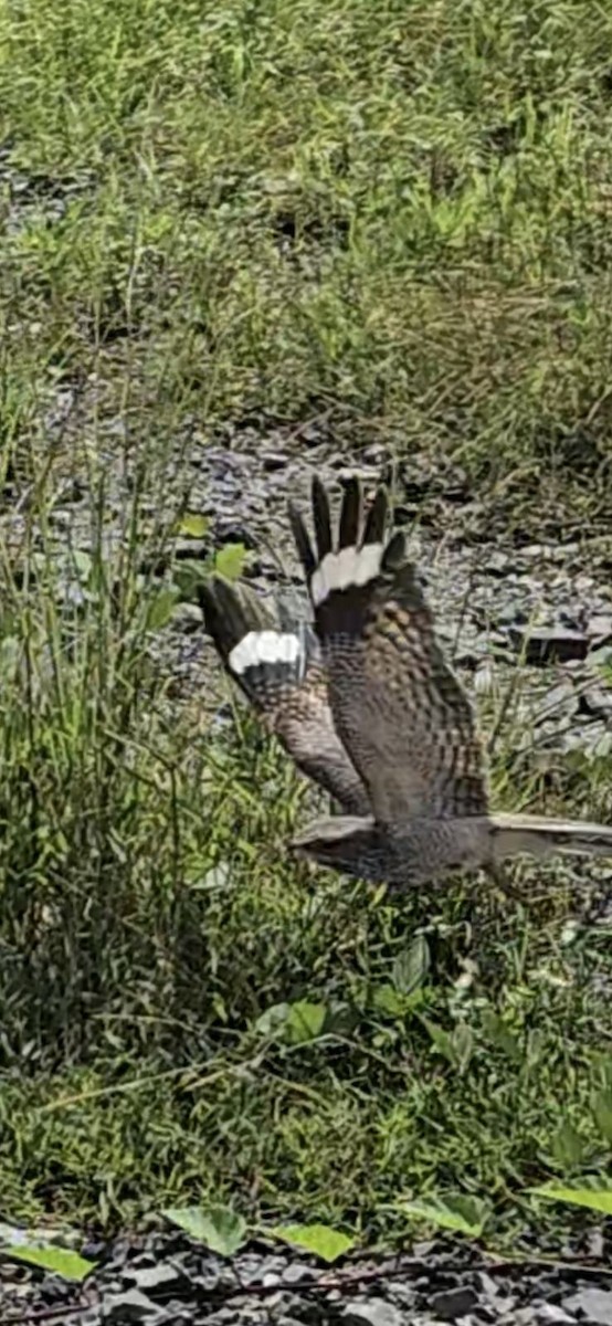 Chirruping Nightjar - ML646902299