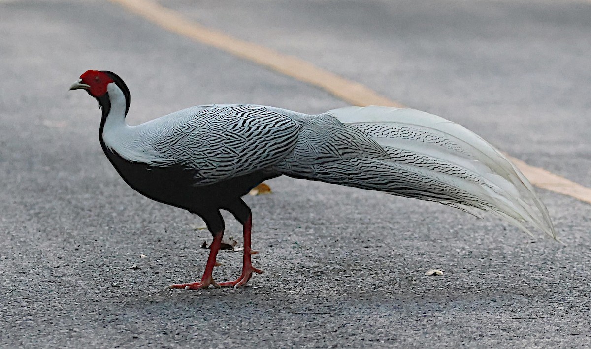 Silver Pheasant - ML646902301