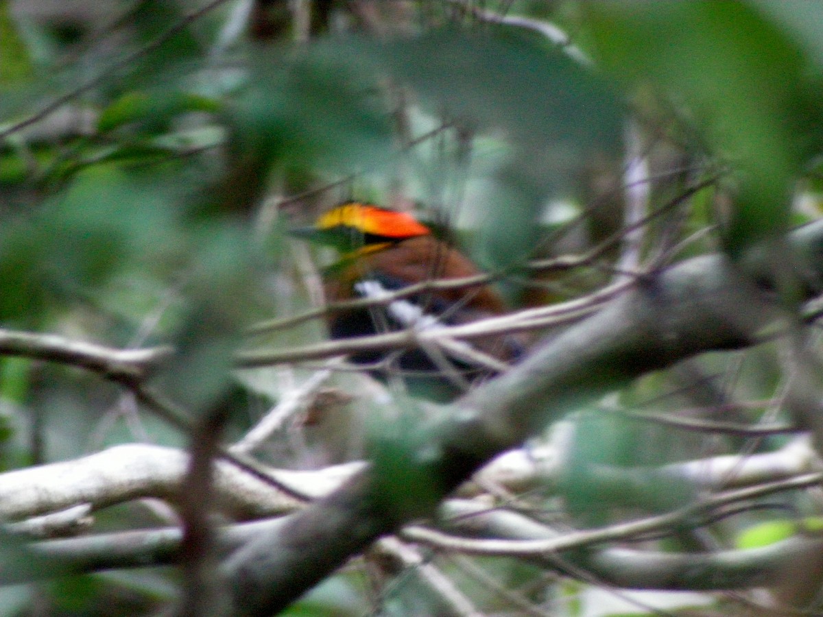 Pita Barrada Malaya - ML646902302