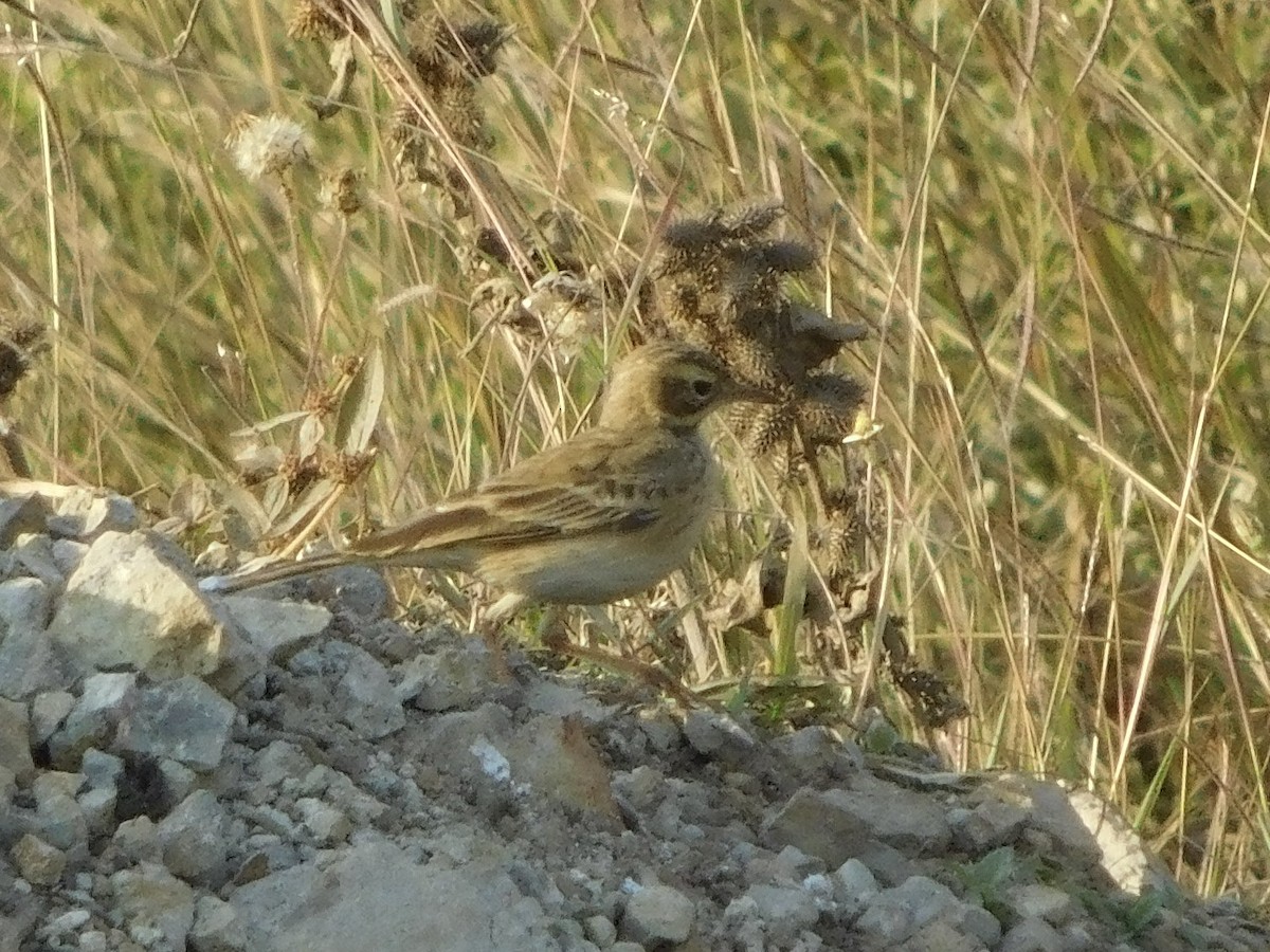 Tawny Pipit - ML646902305