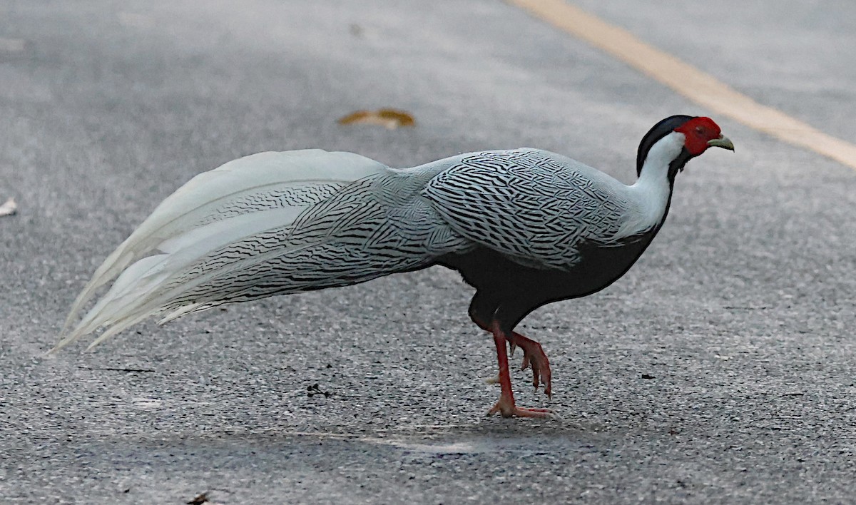 Silver Pheasant - ML646902310
