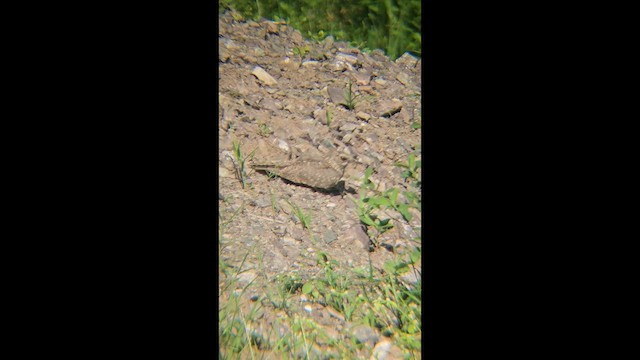 Chirruping Nightjar - ML646902314