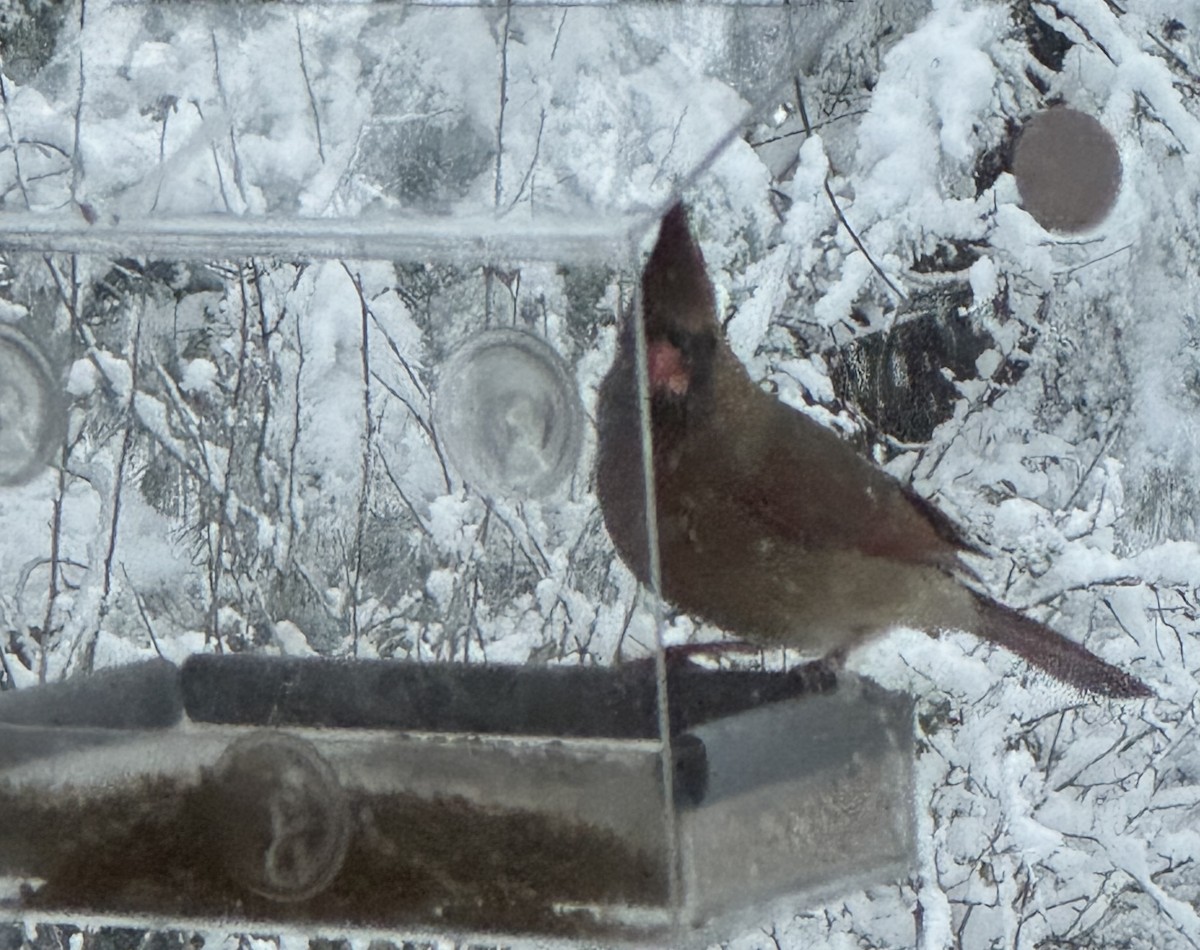 Кардинал червоний - ML646902318