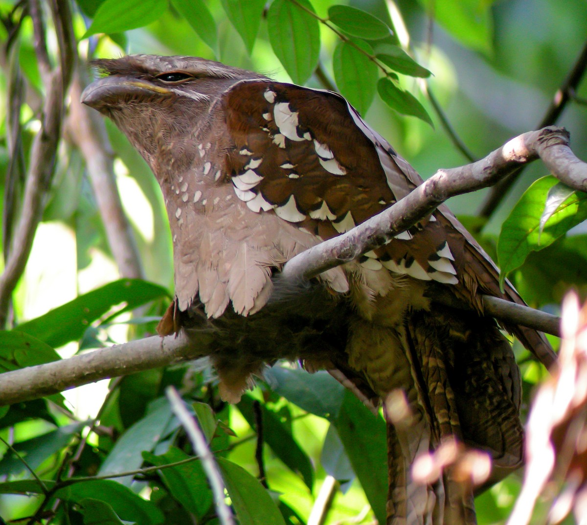 Podargo Orejudo - ML646902321