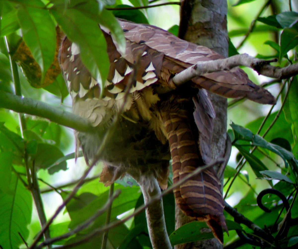 Podargo Orejudo - ML646902322