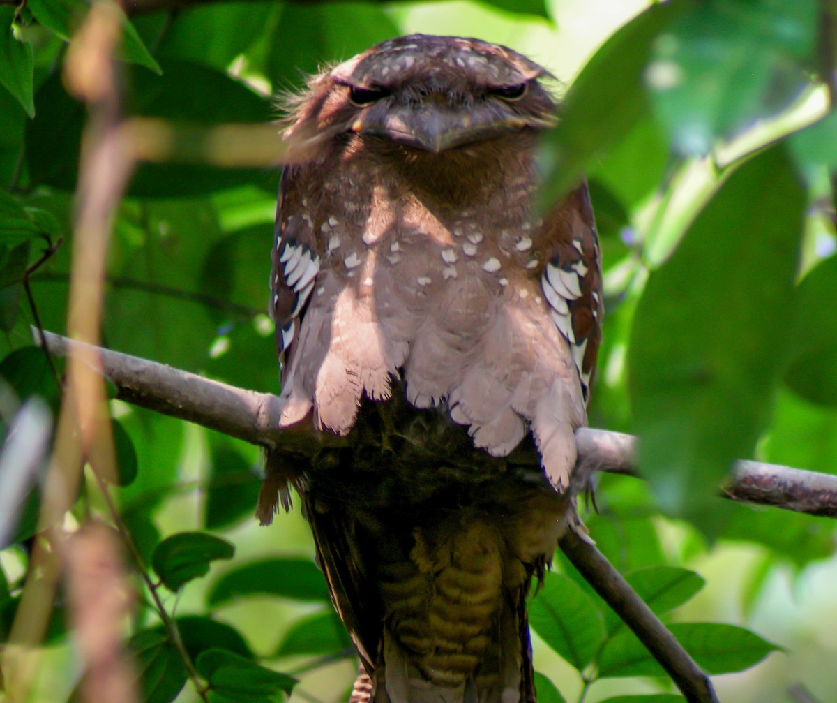 Podargo Orejudo - ML646902323