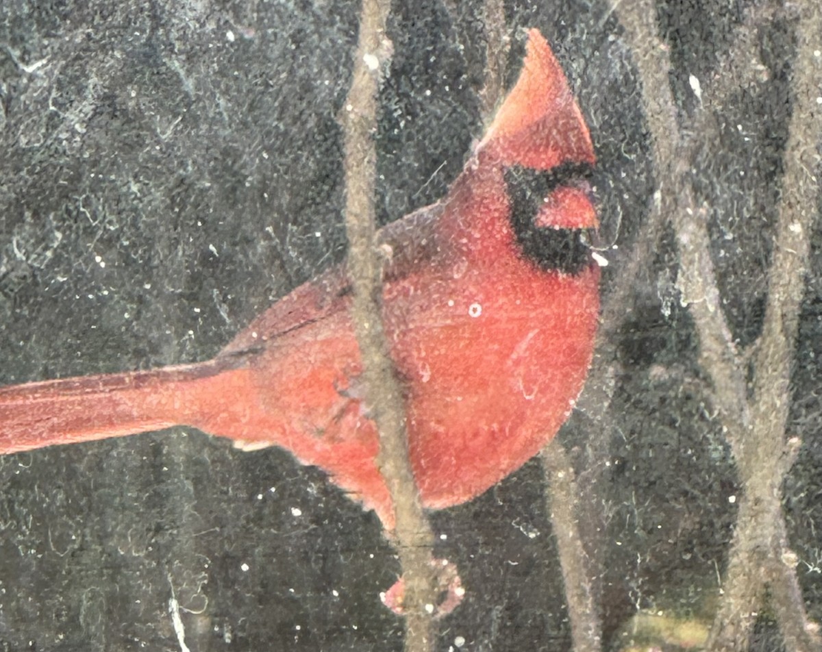 Кардинал червоний - ML646902326