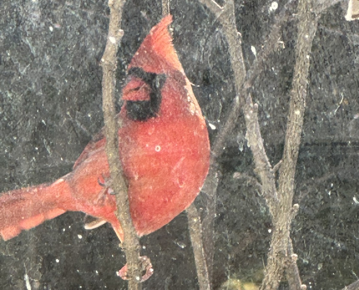 Кардинал червоний - ML646902329