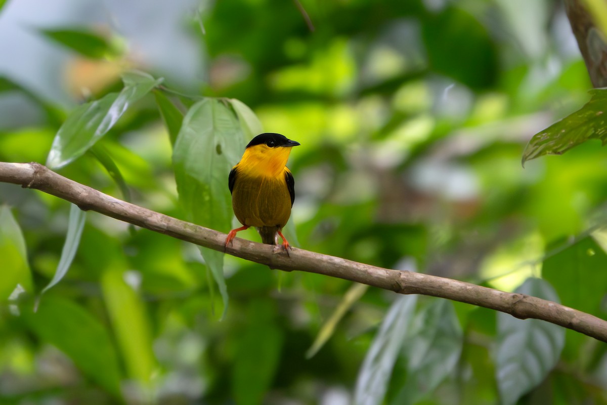 Golden-collared Manakin - ML646902338