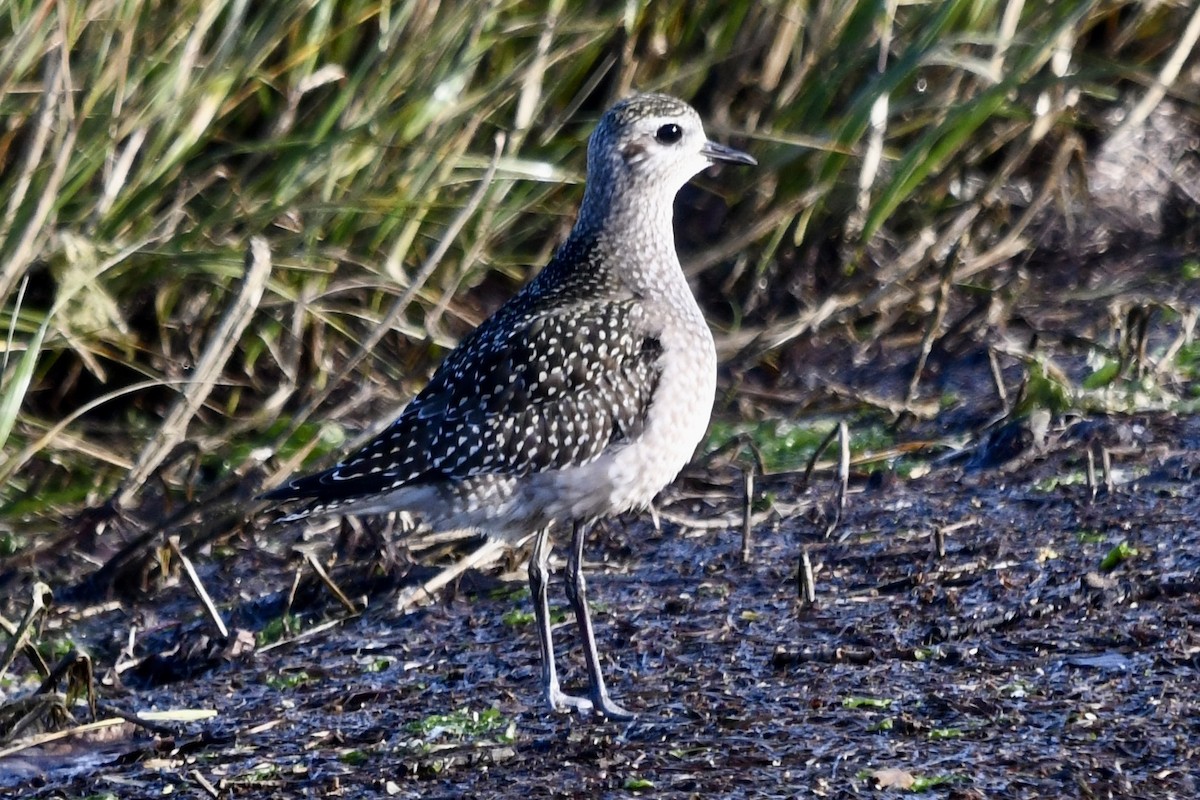 Chorlito Dorado Americano - ML646902341